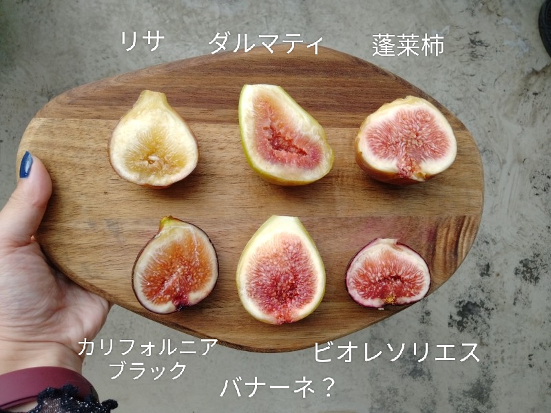 ゆる果樹 【イチジク食レポ】カリフォルニアブラック、蓬莱柿など7品種の味を徹底比較!【再評価】
