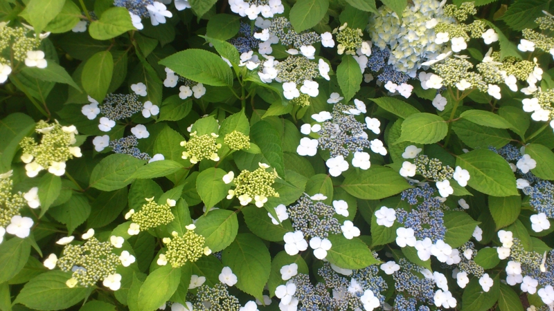 f:id:nakamuranon:20120610103935j:image f:id:nakamuranon:20120610103935j:image