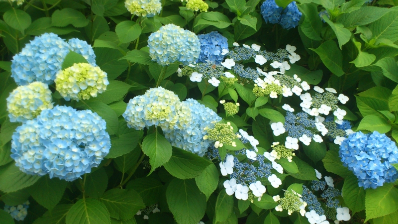 f:id:nakamuranon:20120610103942j:image f:id:nakamuranon:20120610103942j:image