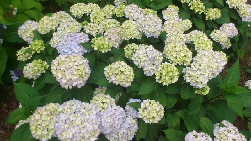 f:id:nakamuranon:20120610103956j:image f:id:nakamuranon:20120610103956j:image