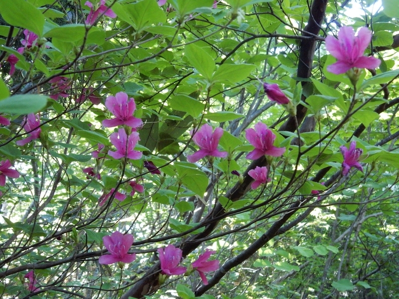 f:id:nakamuraosamu:20190527201038j:plain