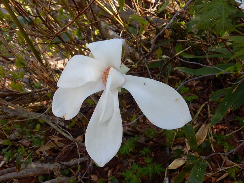 f:id:nakamuraosamu:20190527201046j:plain