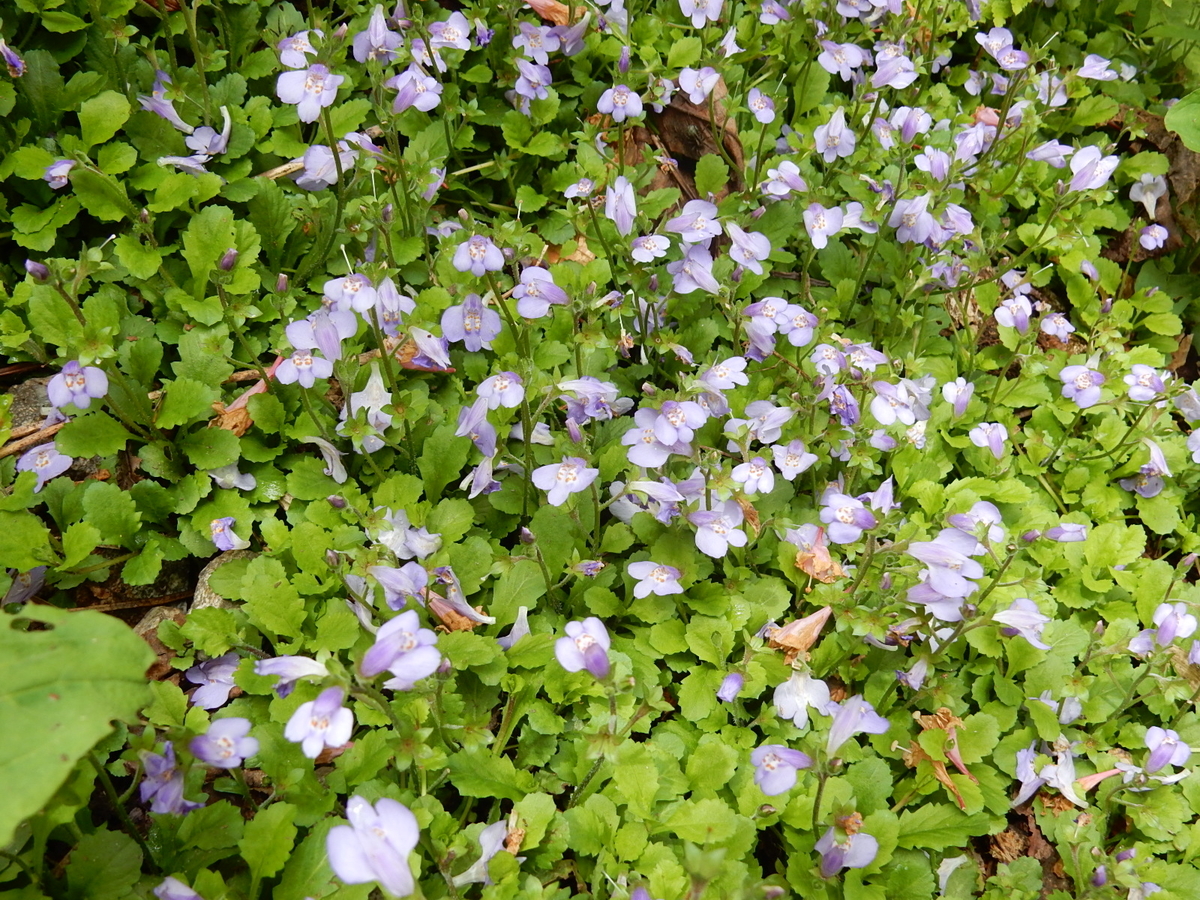 f:id:nakamuraosamu:20190616143346j:plain