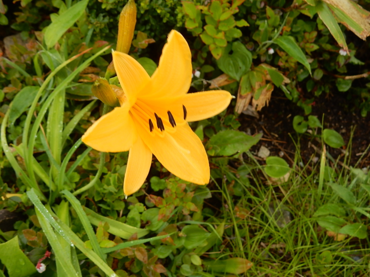 f:id:nakamuraosamu:20190629170728j:plain