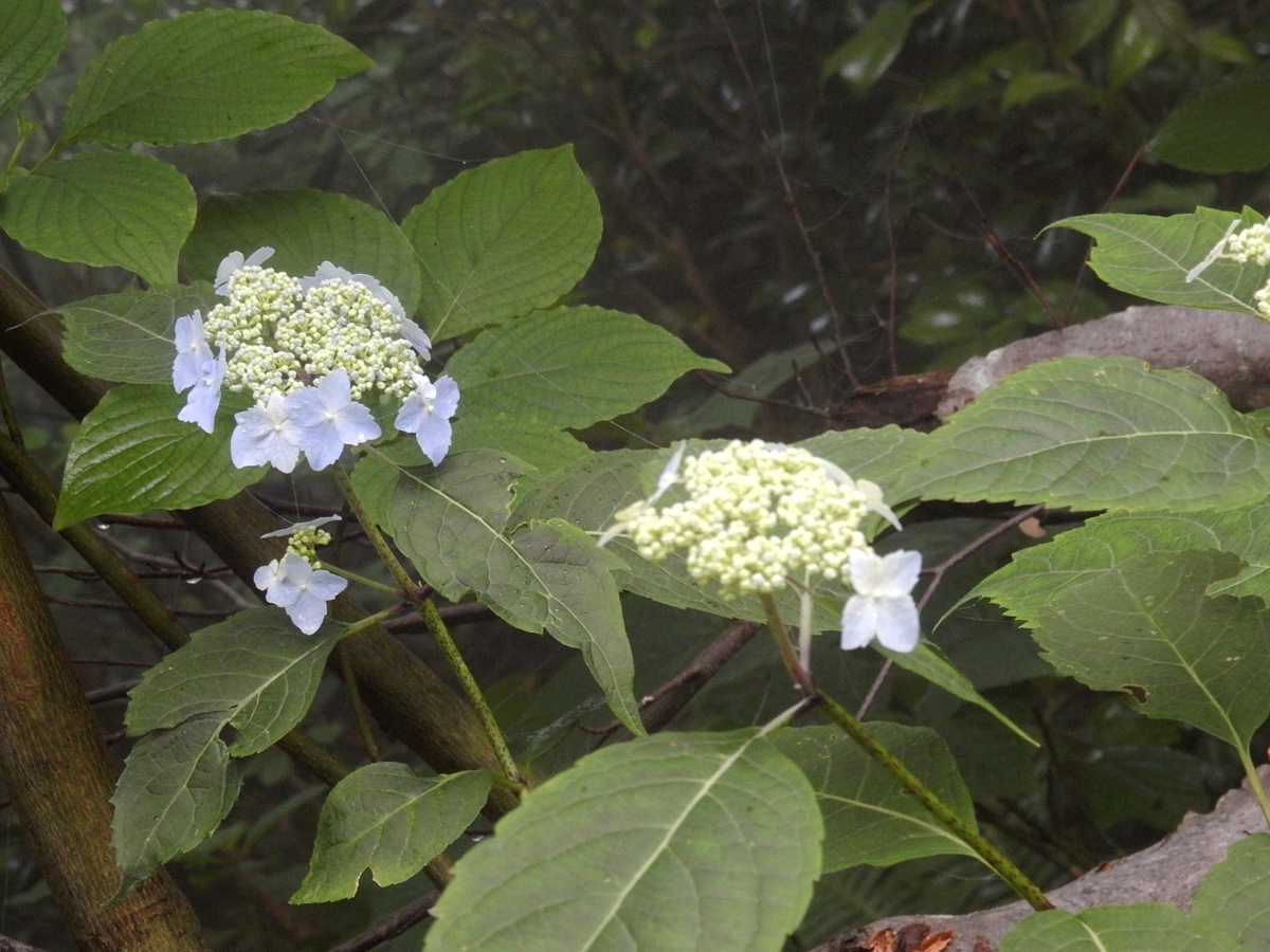 f:id:nakamuraosamu:20190714113237j:plain