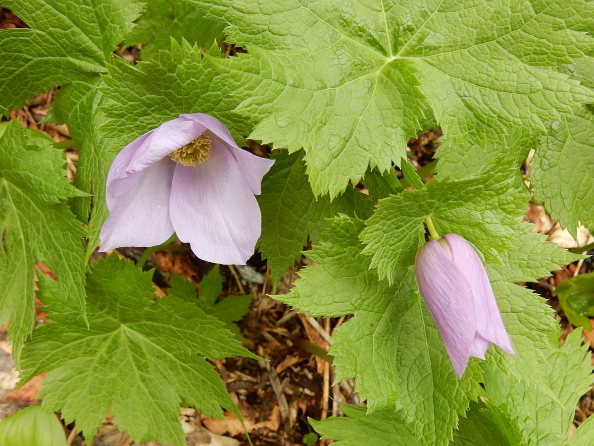 f:id:nakamuraosamu:20190714113430j:plain