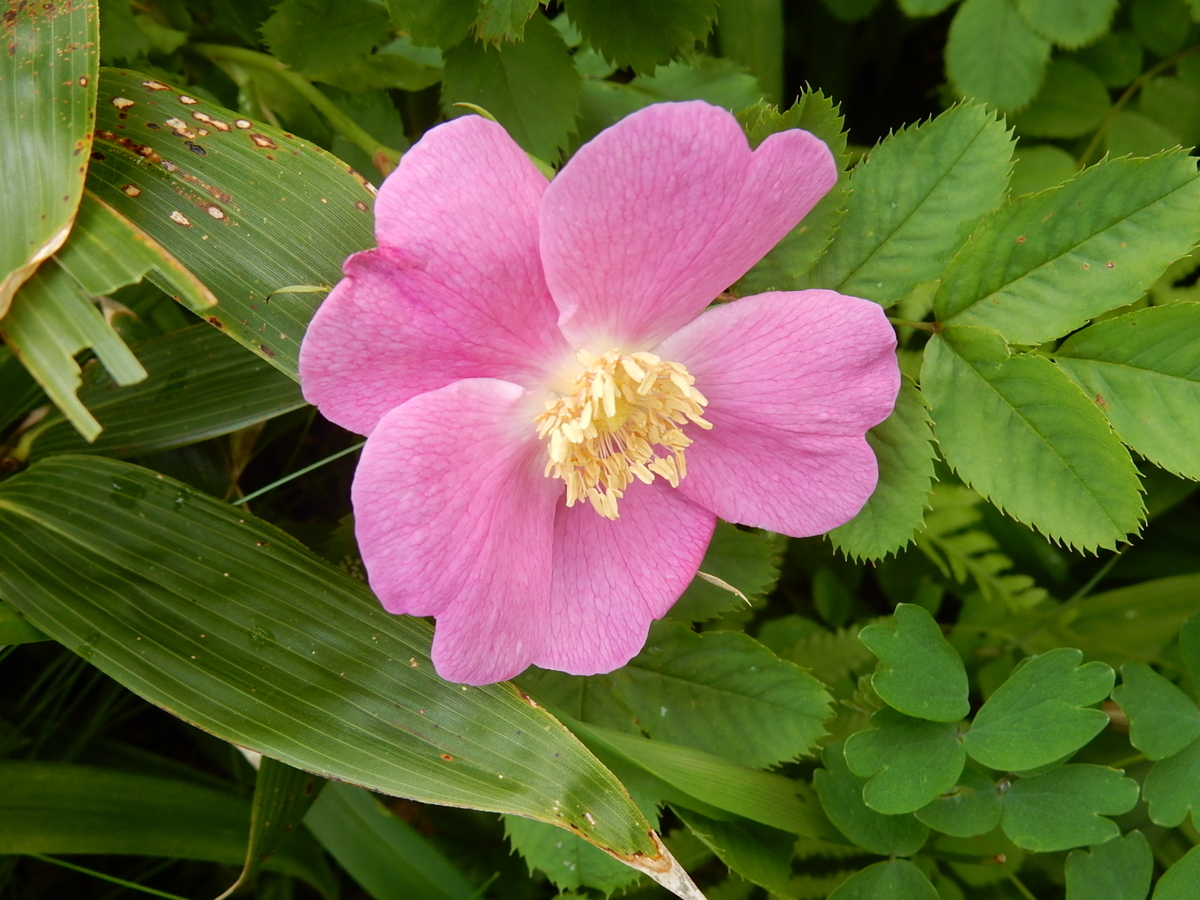 f:id:nakamuraosamu:20190714114025j:plain