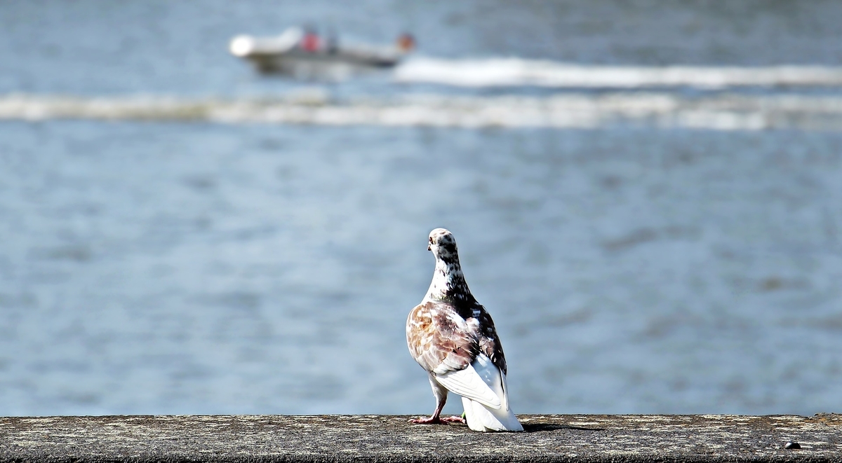 海を眺める一羽の鳩