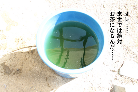 f:id:nakane2ti:20161022120832j:plain グリーンウォーター