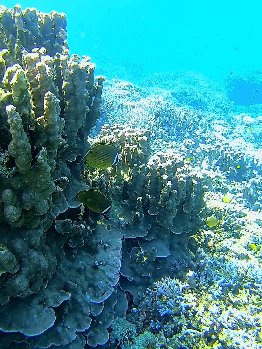 f:id:nakani-shooter:20191101220535j:plain f:id:nakani-shooter:20191101220535j:plain