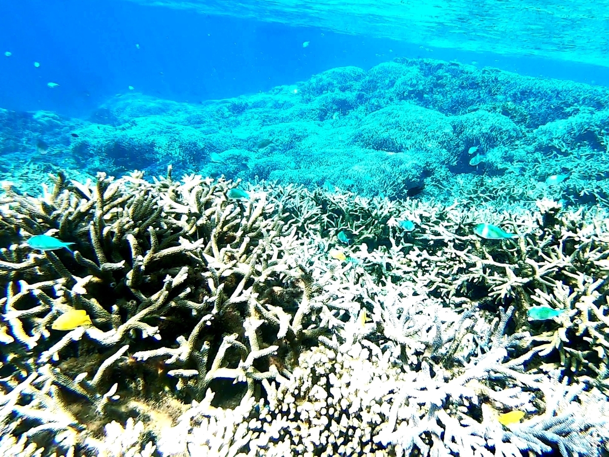 f:id:nakani-shooter:20191101222615j:plain f:id:nakani-shooter:20191101222615j:plain