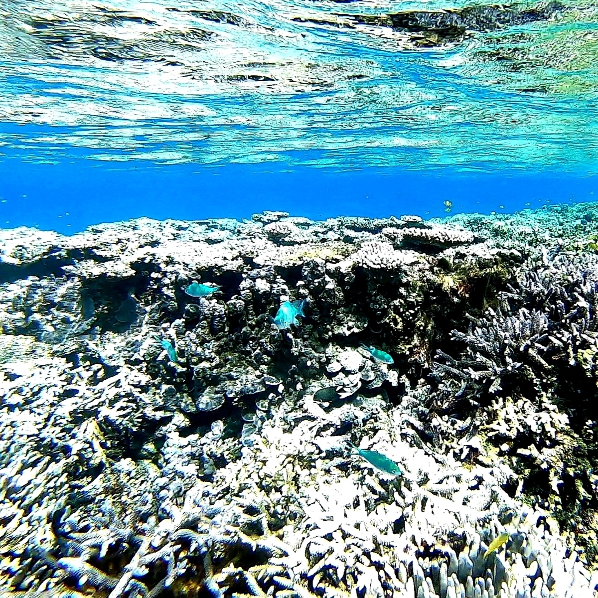 f:id:nakani-shooter:20191101222906j:plain f:id:nakani-shooter:20191101222906j:plain