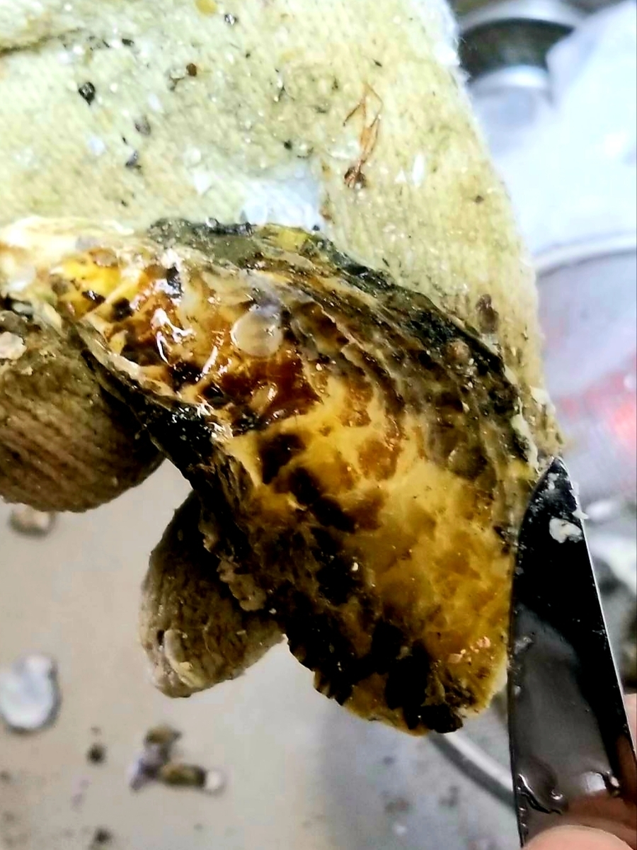 f:id:nakani-shooter:20191119154431j:plain