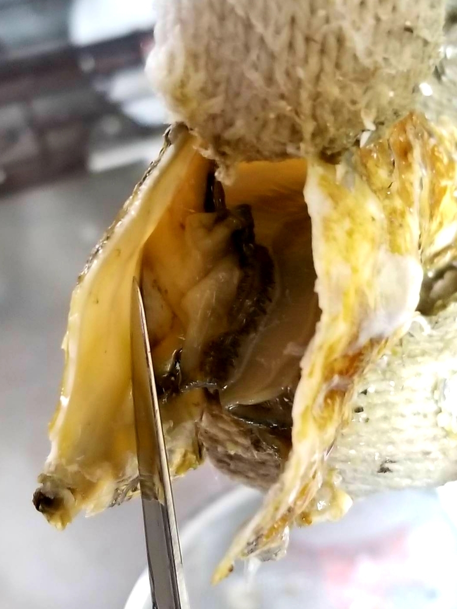 f:id:nakani-shooter:20191119154541j:plain