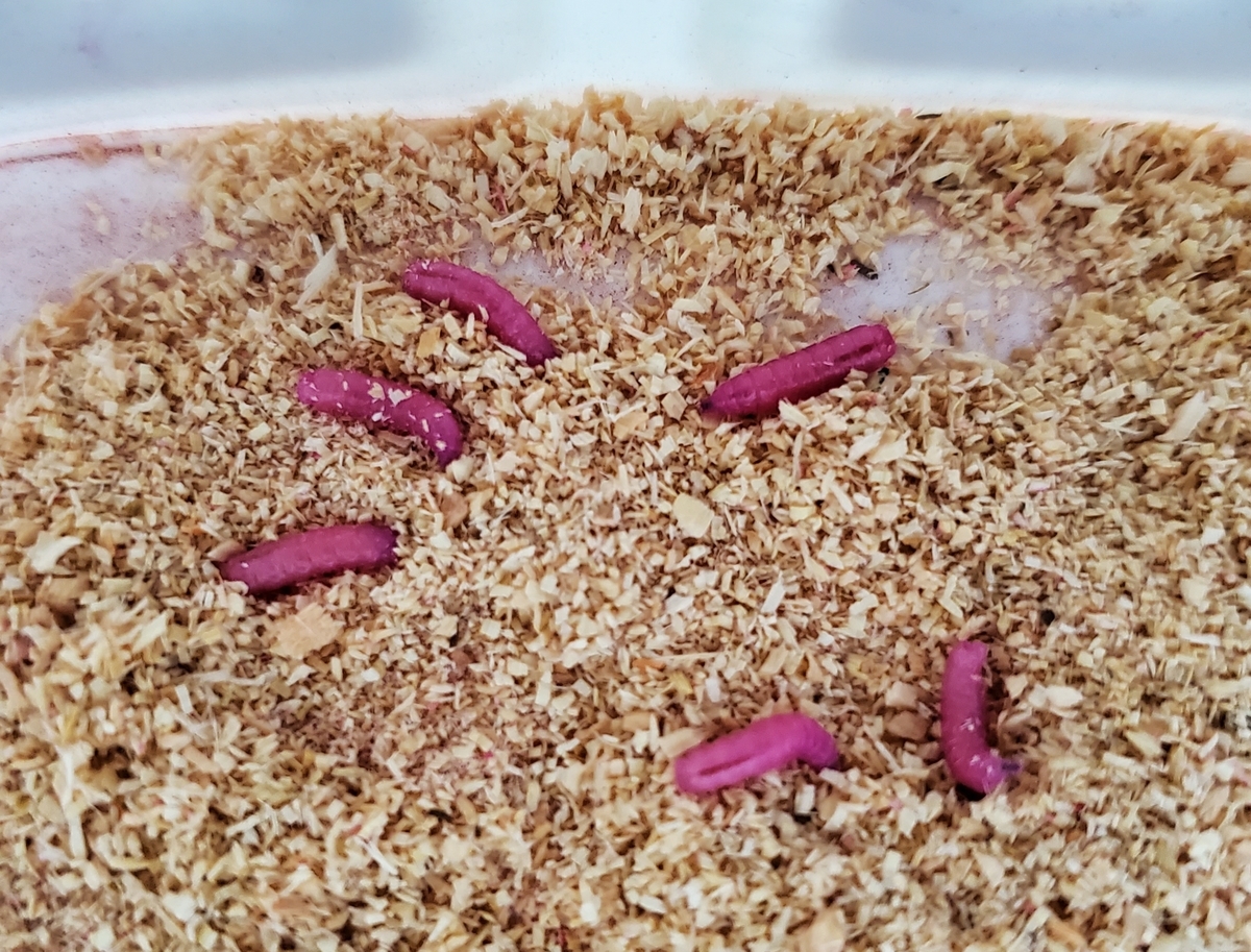 f:id:nakani-shooter:20200117140426j:plain f:id:nakani-shooter:20200117140426j:plain