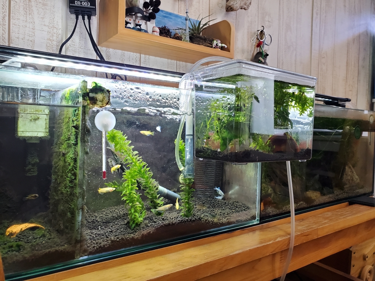 f:id:nakani-shooter:20200412151928j:plain