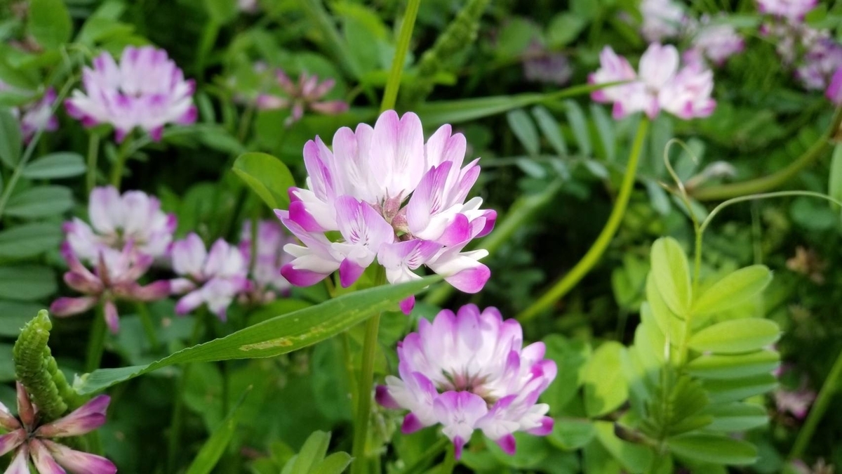 f:id:nakani-shooter:20200412152541j:plain