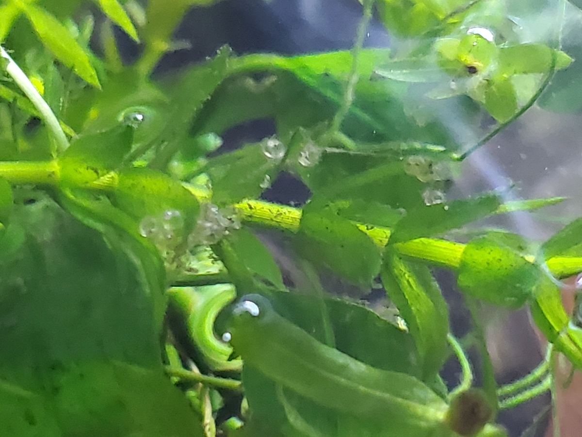 f:id:nakani-shooter:20200412163633j:plain