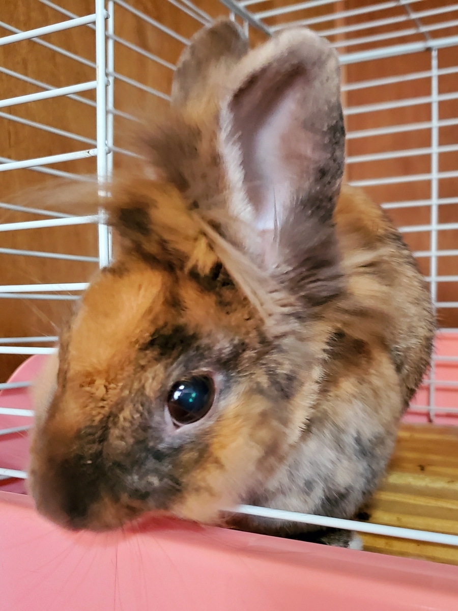 f:id:nakani-shooter:20200502130706j:plain