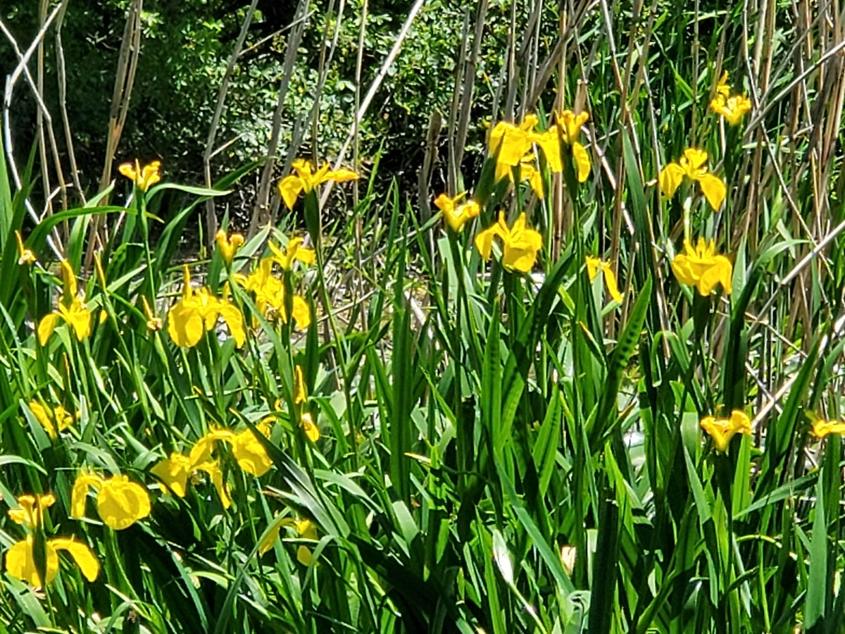 f:id:nakani-shooter:20200528150134j:plain