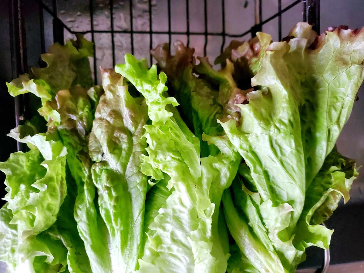 f:id:nakani-shooter:20200604233558j:plain