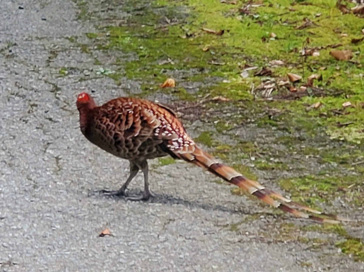 f:id:nakani-shooter:20200907164444j:plain