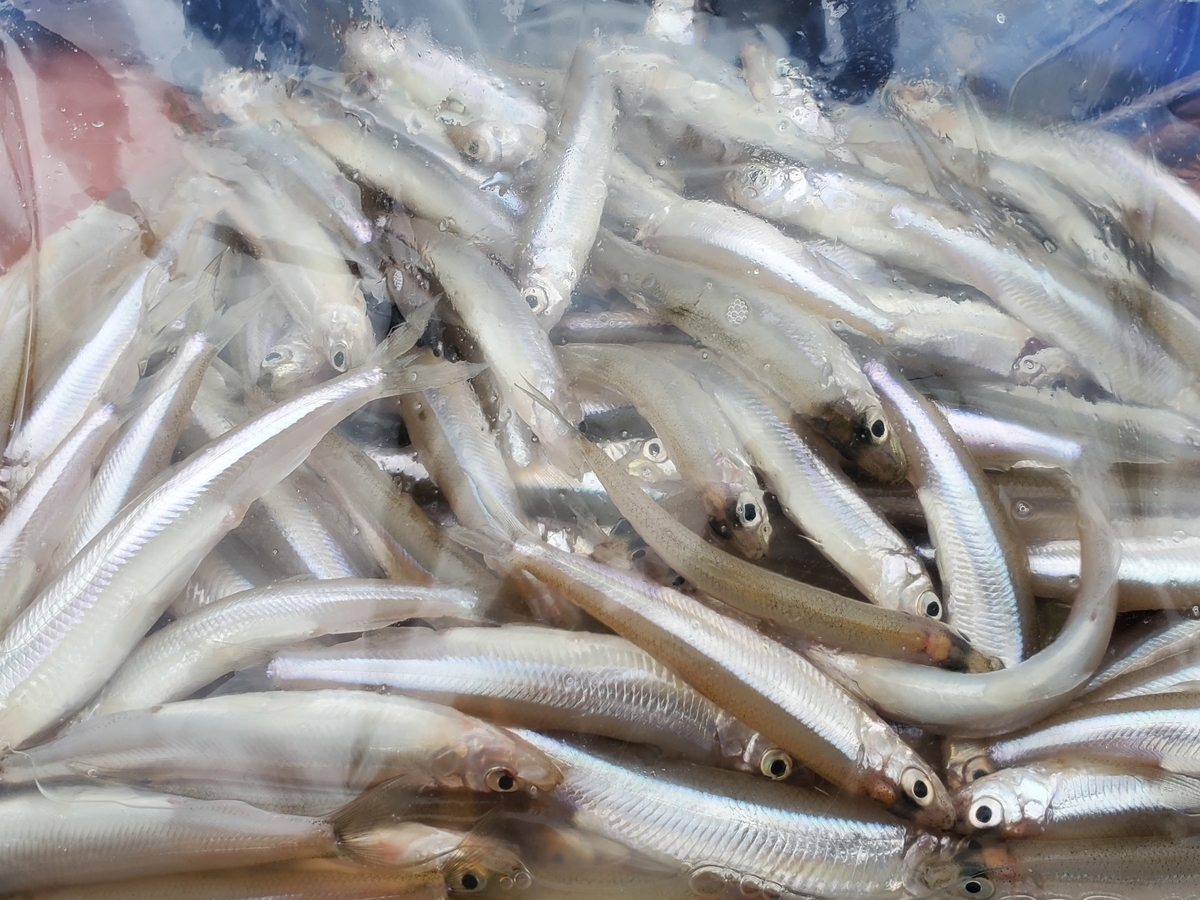 f:id:nakani-shooter:20201124070037j:plain