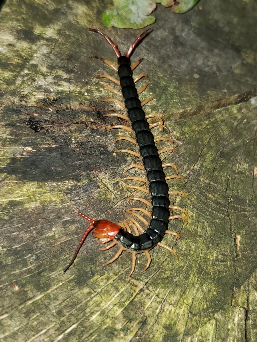 f:id:nakani-shooter:20210810015813j:plain