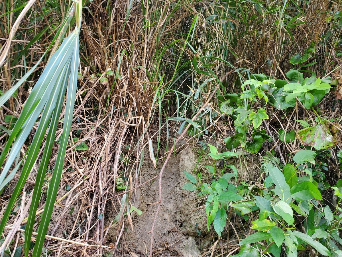 f:id:nakani-shooter:20211025162737j:plain