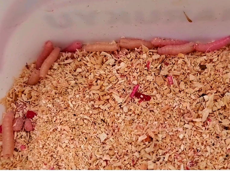 f:id:nakani-shooter:20220131184128j:plain