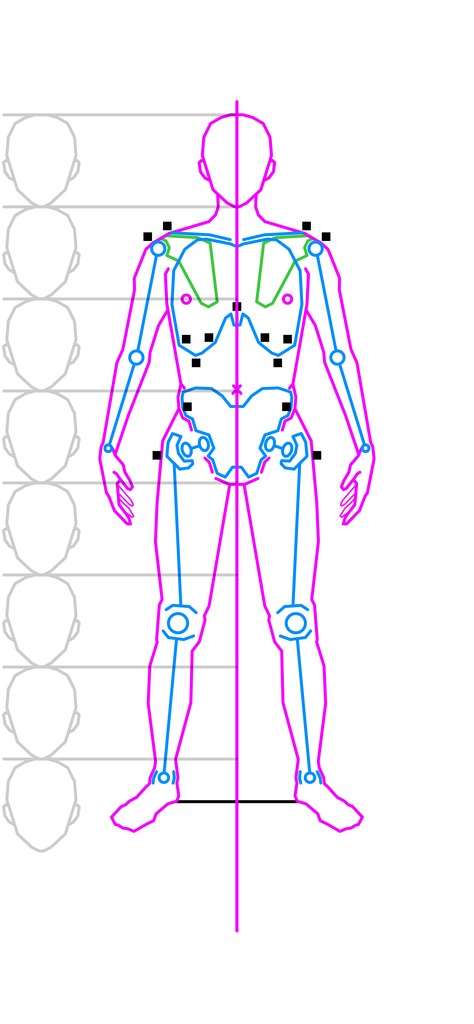 男性の正面の筋肉と骨格と等身のバランスの学習 学習 中野ピク氏の絵のブログ