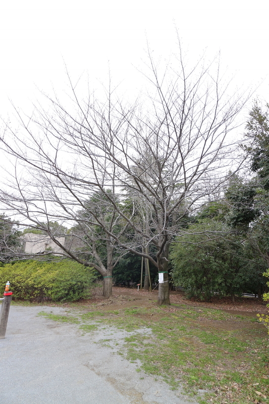 f:id:nakanocitizens:20190523040124j:plain