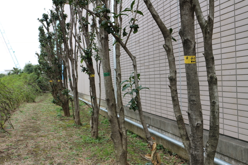 f:id:nakanocitizens:20190523040127j:plain