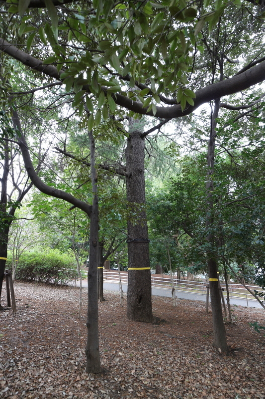 f:id:nakanocitizens:20190523040503j:plain