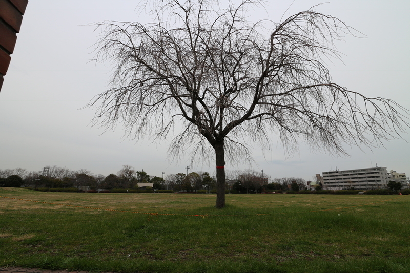 f:id:nakanocitizens:20190523043625j:plain