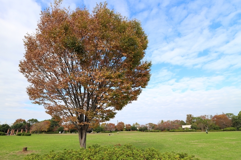 f:id:nakanocitizens:20200405144112j:plain