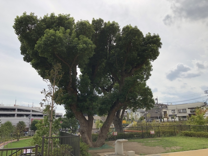 f:id:nakanocitizens:20201016174438j:plain