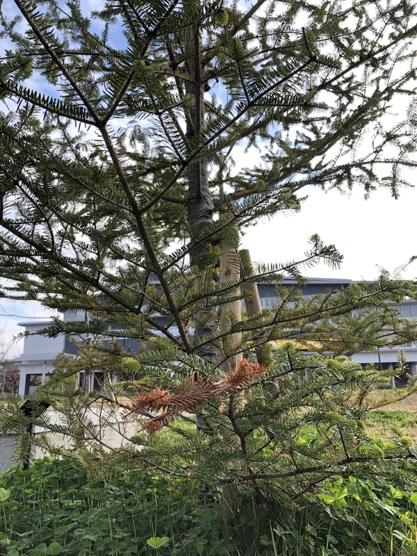 f:id:nakanocitizens:20201214013041j:plain