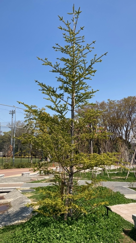 f:id:nakanocitizens:20210328075015j:plain