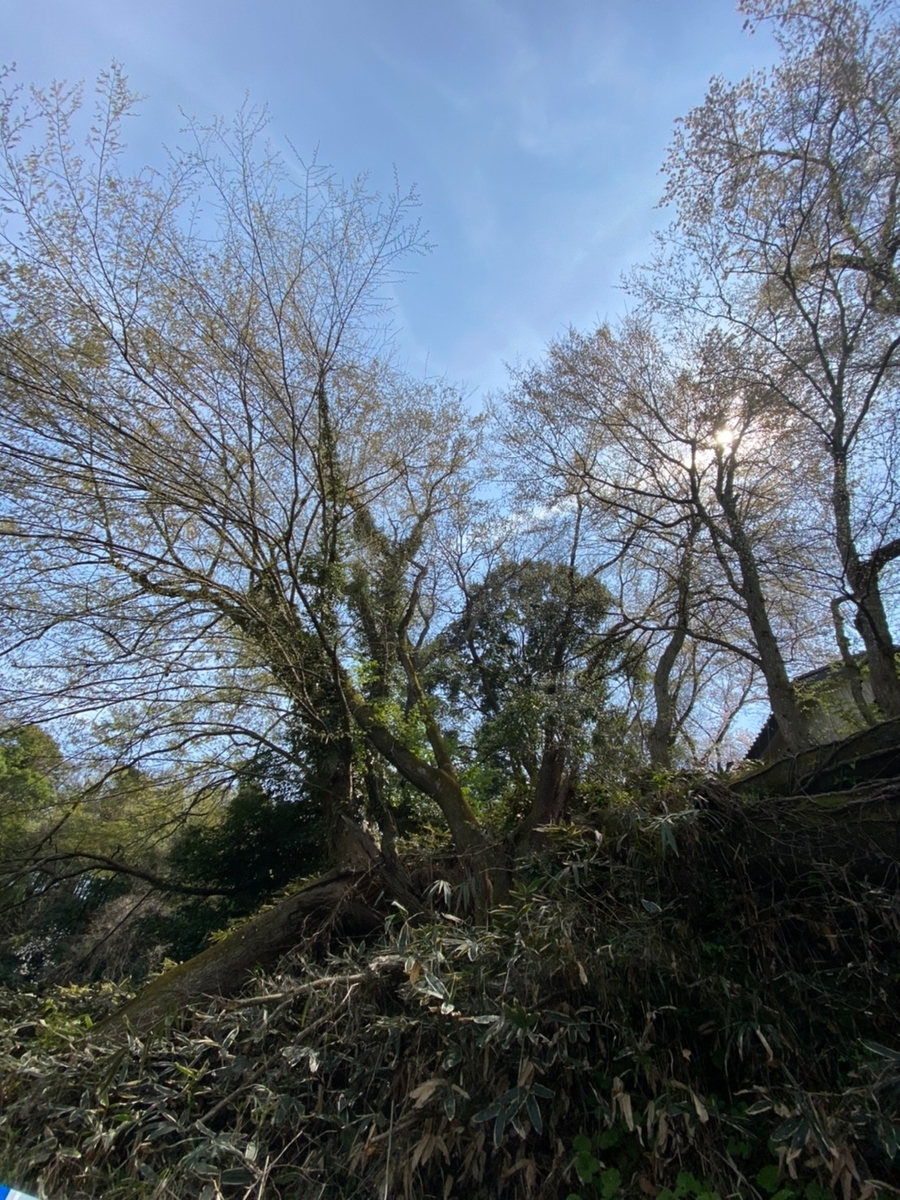 f:id:nakanomenoen:20210327193534j:plain