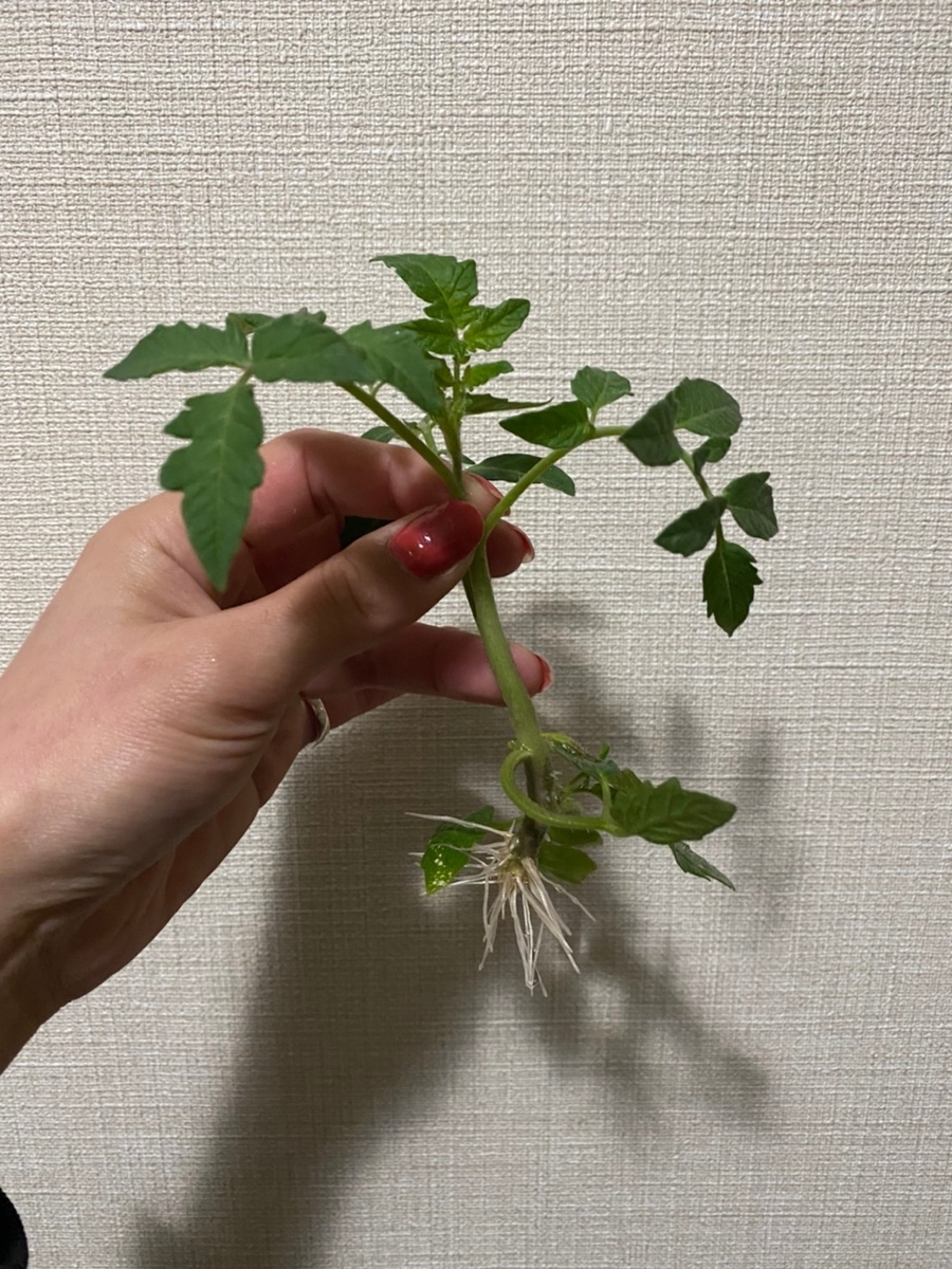 f:id:nakanomenoen:20210507211324j:plain