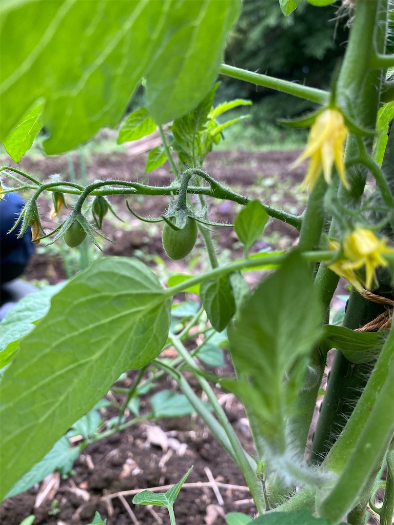 f:id:nakanomenoen:20210528203833j:image f:id:nakanomenoen:20210528203833j:image