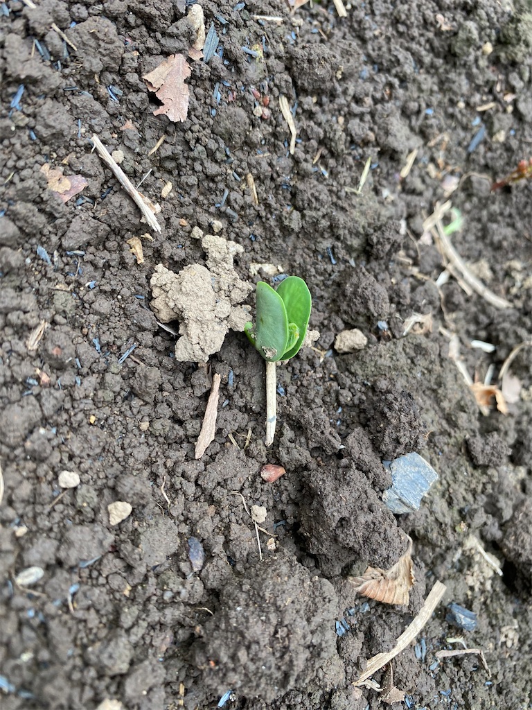 f:id:nakanomenoen:20210528203942j:image f:id:nakanomenoen:20210528203942j:image