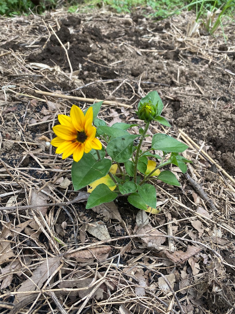 f:id:nakanomenoen:20210528204002j:image f:id:nakanomenoen:20210528204002j:image