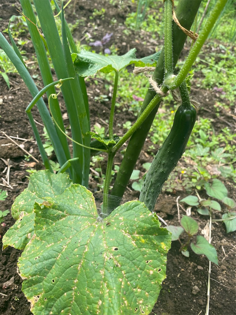 f:id:nakanomenoen:20210610183725j:image f:id:nakanomenoen:20210610183725j:image