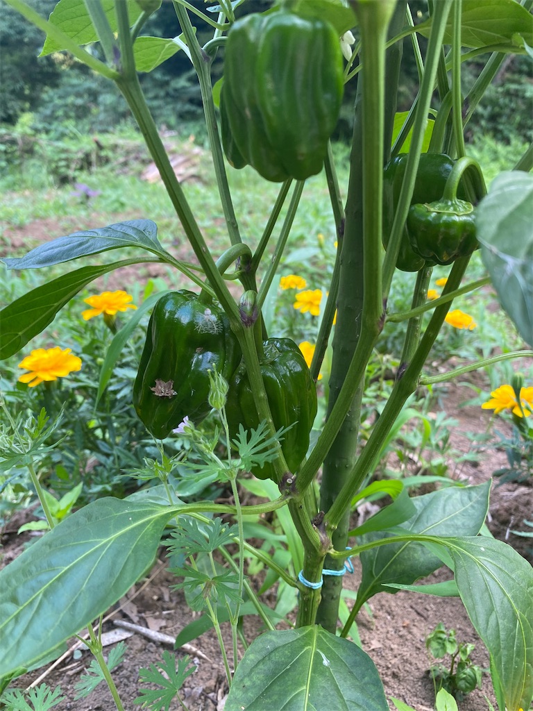 f:id:nakanomenoen:20210615174718j:image f:id:nakanomenoen:20210615174718j:image