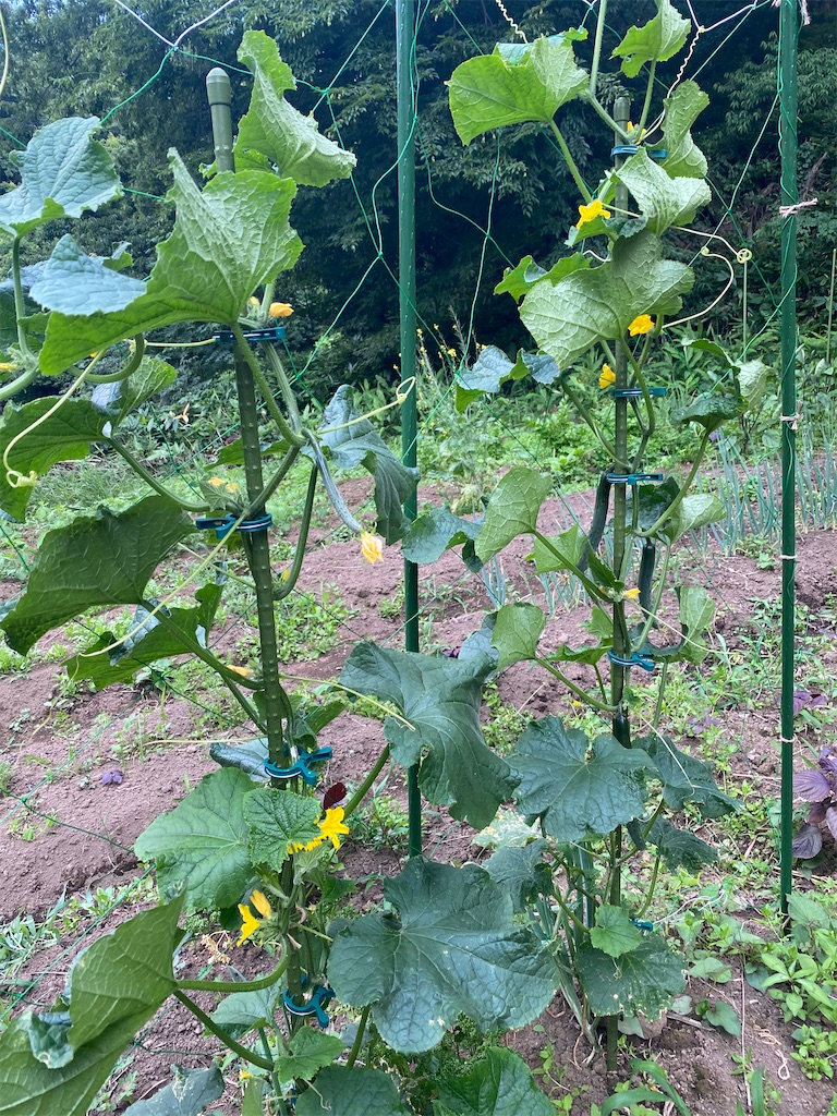 f:id:nakanomenoen:20210615174731j:image f:id:nakanomenoen:20210615174731j:image