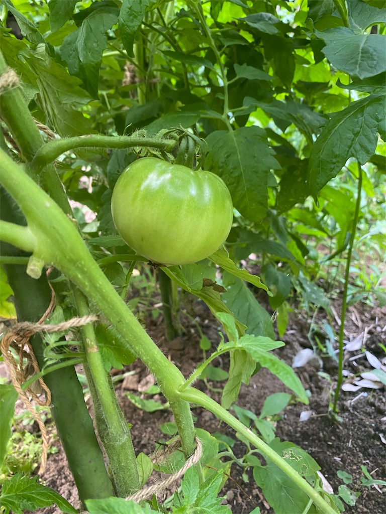 f:id:nakanomenoen:20210702190433j:image f:id:nakanomenoen:20210702190433j:image