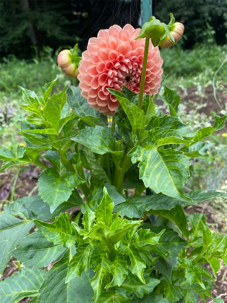 f:id:nakanomenoen:20210710131419j:image f:id:nakanomenoen:20210710131419j:image