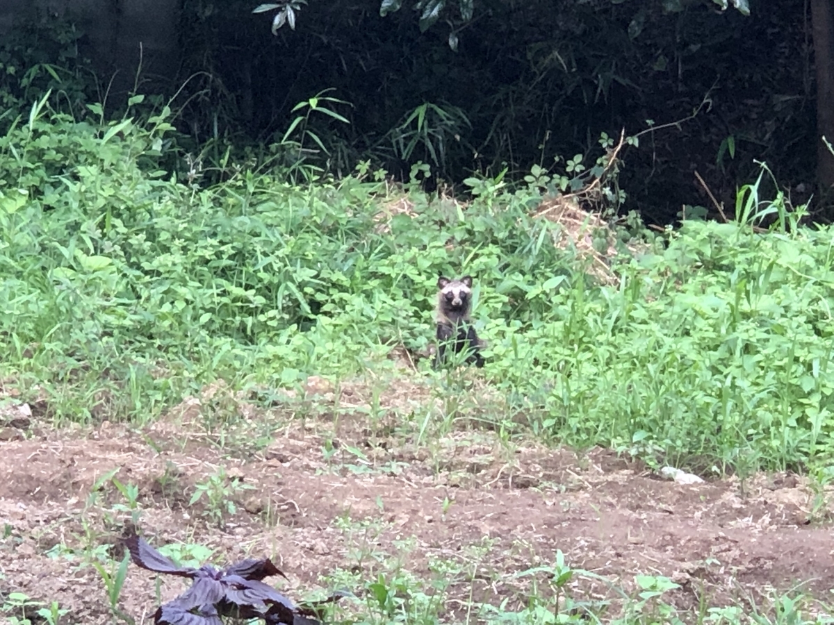 f:id:nakanomenoen:20210903204844j:plain